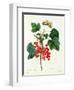 Currants: Red-Pierre-Joseph Redouté-Framed Giclee Print