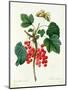 Currants: Red-Pierre-Joseph Redouté-Mounted Giclee Print