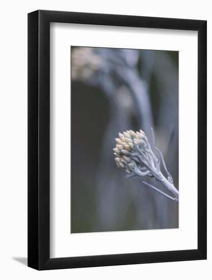 curry plant in the botanical garden,-Nadja Jacke-Framed Photographic Print