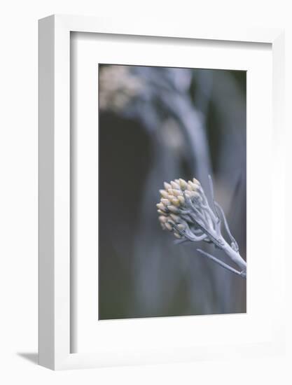 curry plant in the botanical garden,-Nadja Jacke-Framed Photographic Print