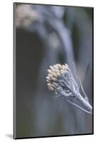curry plant in the botanical garden,-Nadja Jacke-Mounted Photographic Print