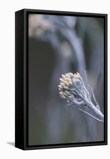 curry plant in the botanical garden,-Nadja Jacke-Framed Stretched Canvas