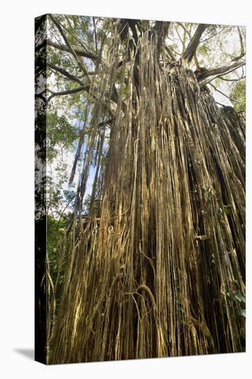 Curtain Fig Tree after the Host Tree Fell Over-null-Stretched Canvas