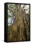 Curtain Fig Tree after the Host Tree Fell Over-null-Framed Stretched Canvas