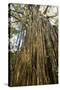 Curtain Fig Tree after the Host Tree Fell Over-null-Stretched Canvas