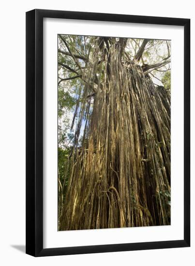 Curtain Fig Tree after the Host Tree Fell Over-null-Framed Photographic Print