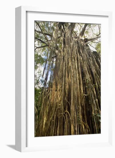 Curtain Fig Tree after the Host Tree Fell Over-null-Framed Photographic Print