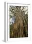 Curtain Fig Tree after the Host Tree Fell Over-null-Framed Photographic Print