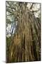 Curtain Fig Tree after the Host Tree Fell Over-null-Mounted Photographic Print
