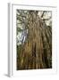 Curtain Fig Tree after the Host Tree Fell Over-null-Framed Photographic Print