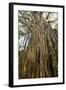 Curtain Fig Tree after the Host Tree Fell Over-null-Framed Photographic Print