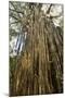 Curtain Fig Tree after the Host Tree Fell Over-null-Mounted Photographic Print