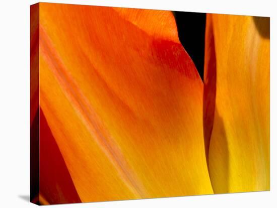 Curtain Of Orange Tulip Petal-Charles Bowman-Stretched Canvas