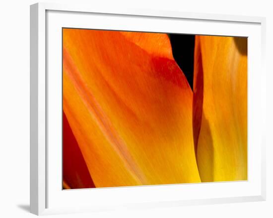 Curtain Of Orange Tulip Petal-Charles Bowman-Framed Photographic Print