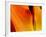 Curtain Of Orange Tulip Petal-Charles Bowman-Framed Photographic Print