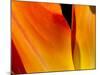 Curtain Of Orange Tulip Petal-Charles Bowman-Mounted Photographic Print