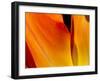 Curtain Of Orange Tulip Petal-Charles Bowman-Framed Premium Photographic Print