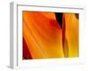 Curtain Of Orange Tulip Petal-Charles Bowman-Framed Premium Photographic Print