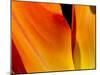 Curtain Of Orange Tulip Petal-Charles Bowman-Mounted Premium Photographic Print