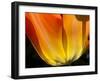 Curtain Of Orange Tulip Petal-Charles Bowman-Framed Photographic Print