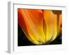 Curtain Of Orange Tulip Petal-Charles Bowman-Framed Photographic Print