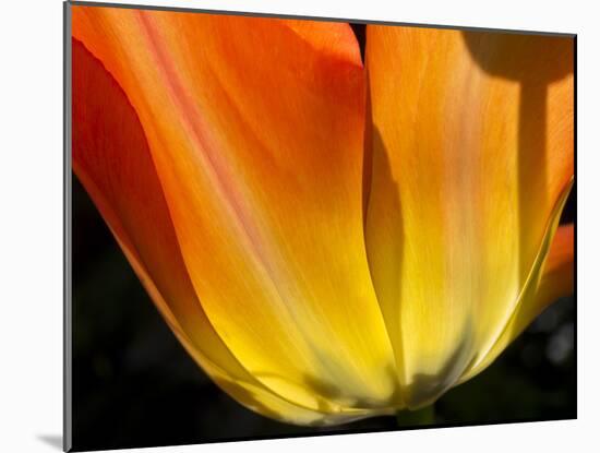 Curtain Of Orange Tulip Petal-Charles Bowman-Mounted Photographic Print
