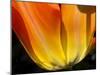 Curtain Of Orange Tulip Petal-Charles Bowman-Mounted Photographic Print