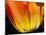 Curtain Of Orange Tulip Petal-Charles Bowman-Mounted Photographic Print