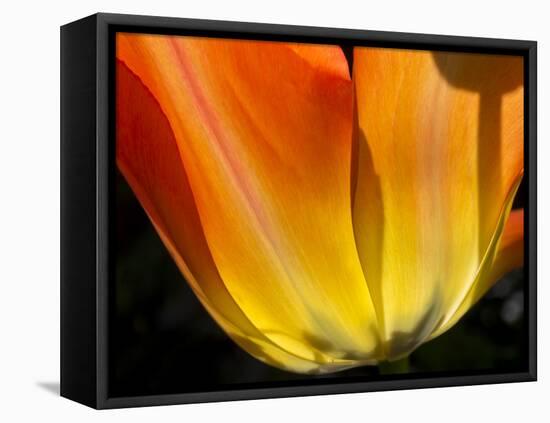 Curtain Of Orange Tulip Petal-Charles Bowman-Framed Stretched Canvas