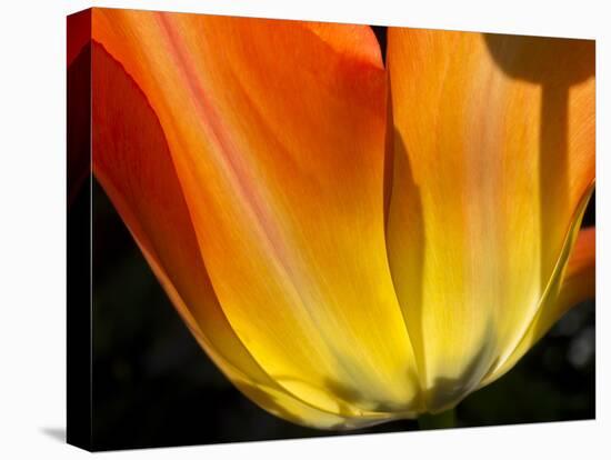 Curtain Of Orange Tulip Petal-Charles Bowman-Stretched Canvas