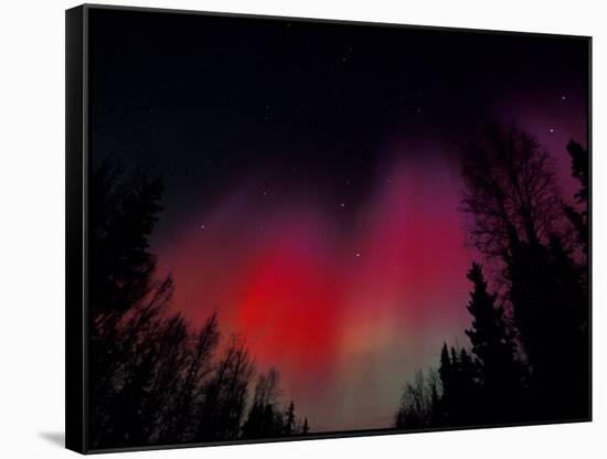 Curtains of Northern Lights above Fairbanks, Alaska, USA-Hugh Rose-Framed Stretched Canvas