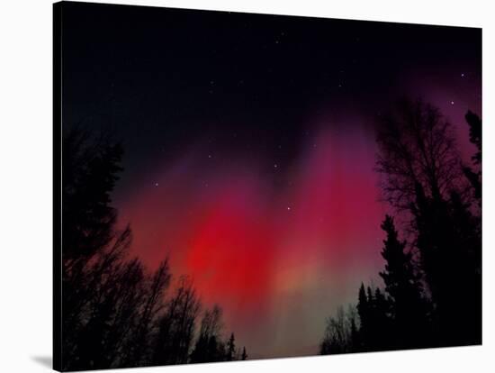 Curtains of Northern Lights above Fairbanks, Alaska, USA-Hugh Rose-Stretched Canvas