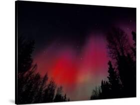Curtains of Northern Lights above Fairbanks, Alaska, USA-Hugh Rose-Stretched Canvas