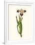 Gramercy White