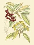 Berries & Blossoms II-Curtis-Art Print