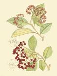 Berries & Blossoms II-Curtis-Art Print