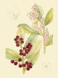 Berries & Blossoms II-Curtis-Framed Art Print
