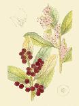 Berries & Blossoms V-Curtis-Art Print