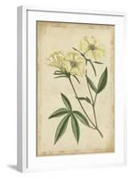 Curtis Blooms in White IV-Vision Studio-Framed Art Print