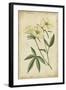 Curtis Blooms in White IV-Vision Studio-Framed Art Print