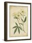 Curtis Blooms in White IV-Vision Studio-Framed Art Print