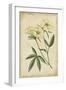 Curtis Blooms in White IV-Vision Studio-Framed Art Print