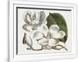 Gramercy White
