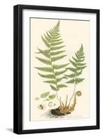 Curtis Ferns II-Curtis-Framed Art Print