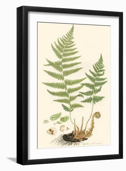 Curtis Ferns II-Curtis-Framed Art Print