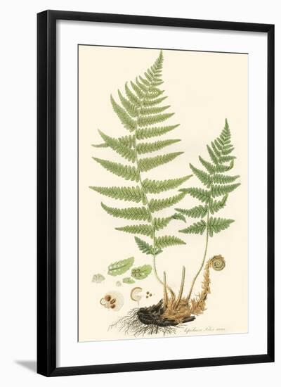 Curtis Ferns II-Curtis-Framed Art Print