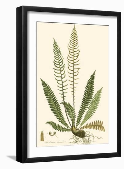 Curtis Ferns III-Curtis-Framed Art Print