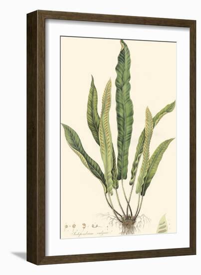 Curtis Ferns IV-Curtis-Framed Art Print