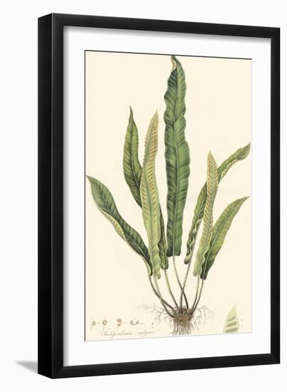 Curtis Ferns IV-Curtis-Framed Art Print