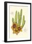 Curtis Flowering Cactus III-Samuel Curtis-Framed Art Print